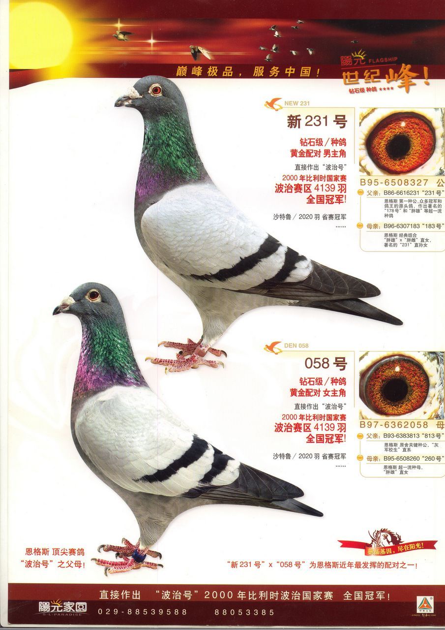 西安阳光家园 - 中信网铭鸽展厅 www.ag188.com