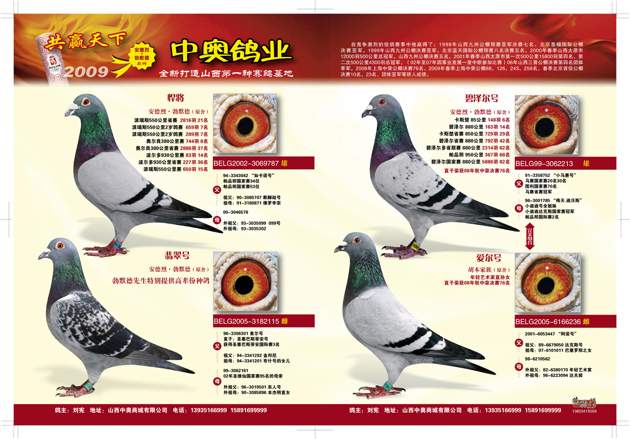 中奥国际铭鸽图片