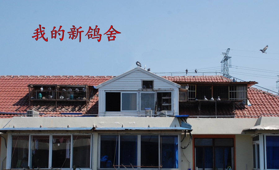 平改坡后鸽舍外景