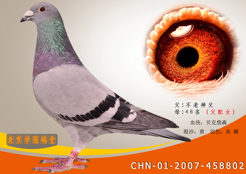 贝克詹森2007-458802
