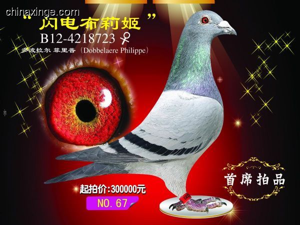 汉马阳光家园 - 中信网铭鸽展厅 www.ag188.com