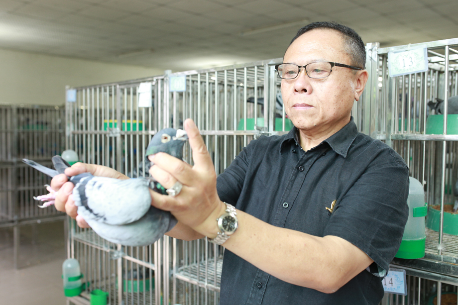 台湾东龙赛鸽育种中心 - 中信网铭鸽展厅