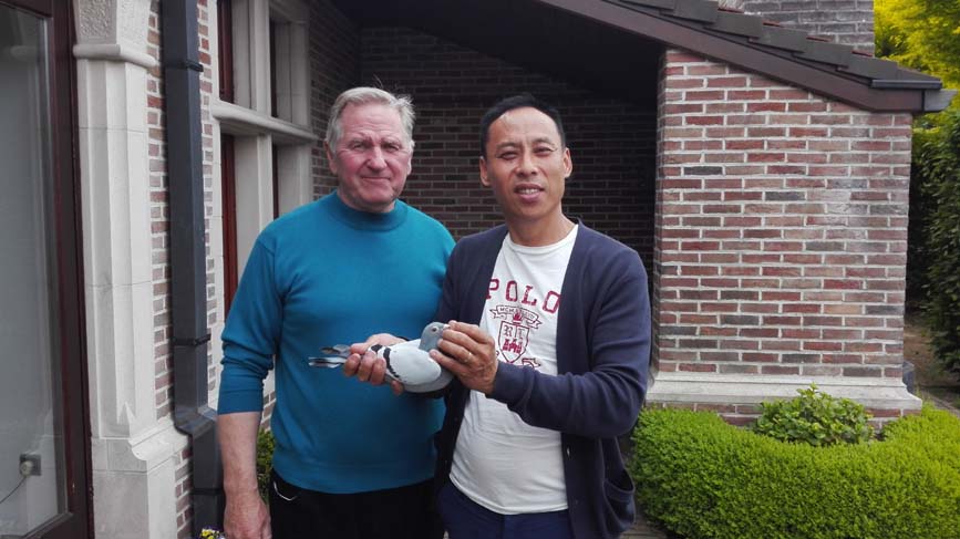 喜娟胡本系鸽业