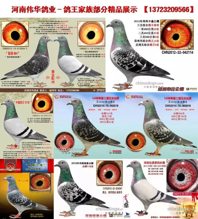 河南伟华鸽业 - 中信网铭鸽展厅 www.ag188.com