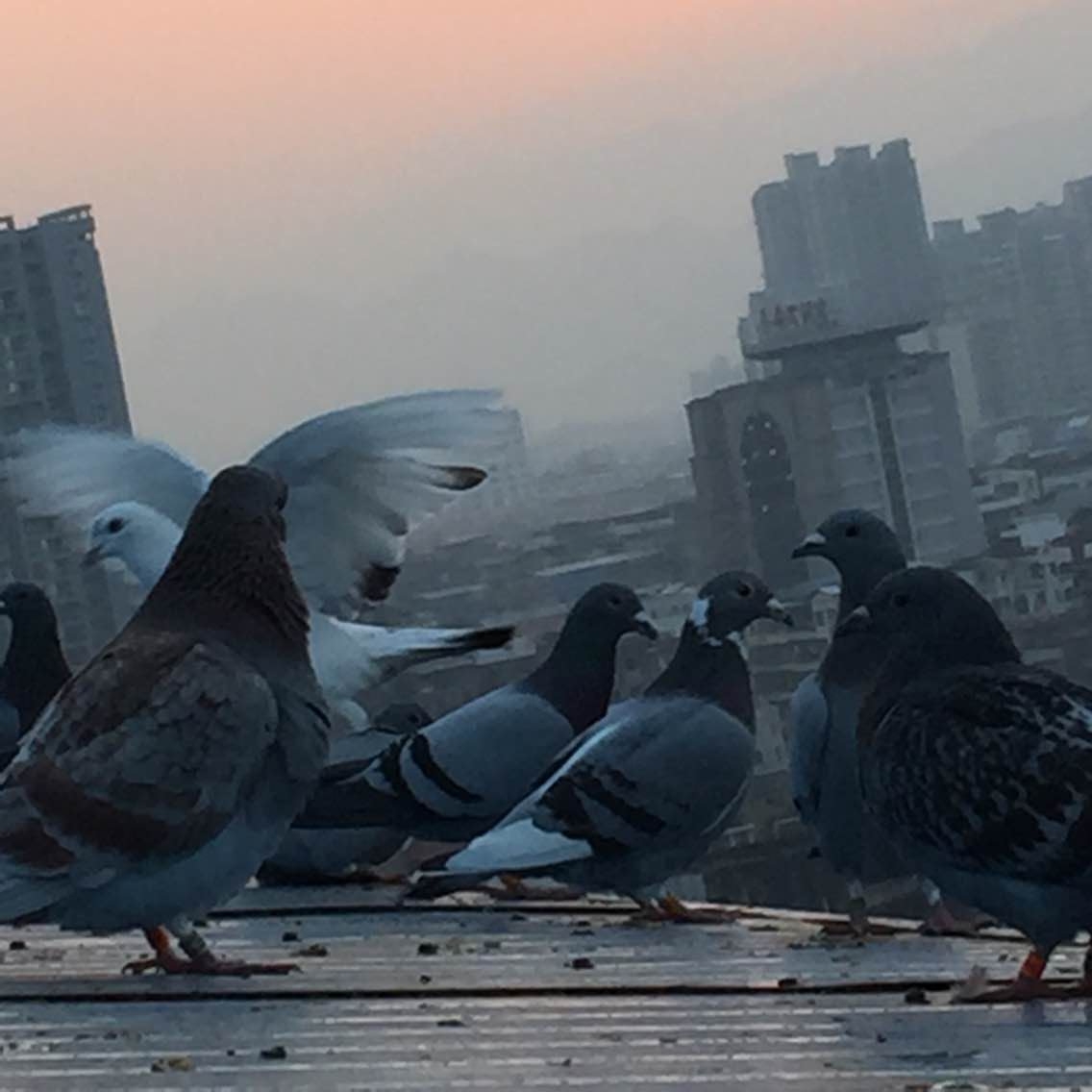 天翔鸽舍铭鸽展厅图片