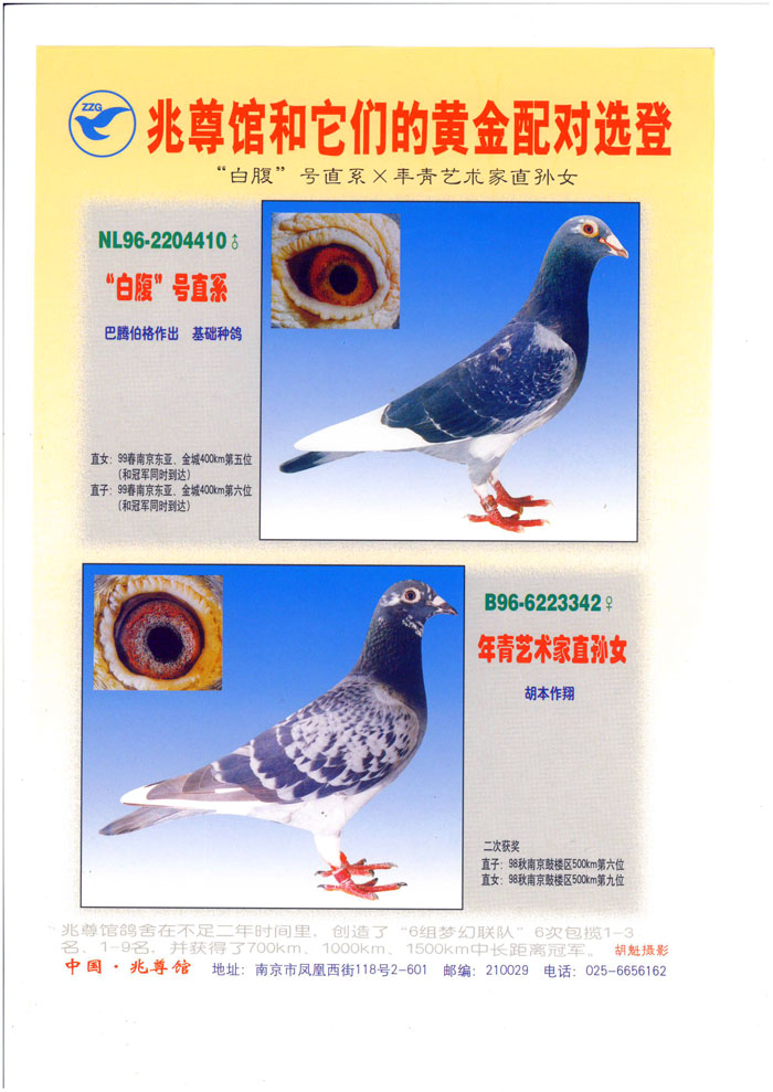 中国兆尊馆 - 中信网铭鸽展厅 www.ag188.com