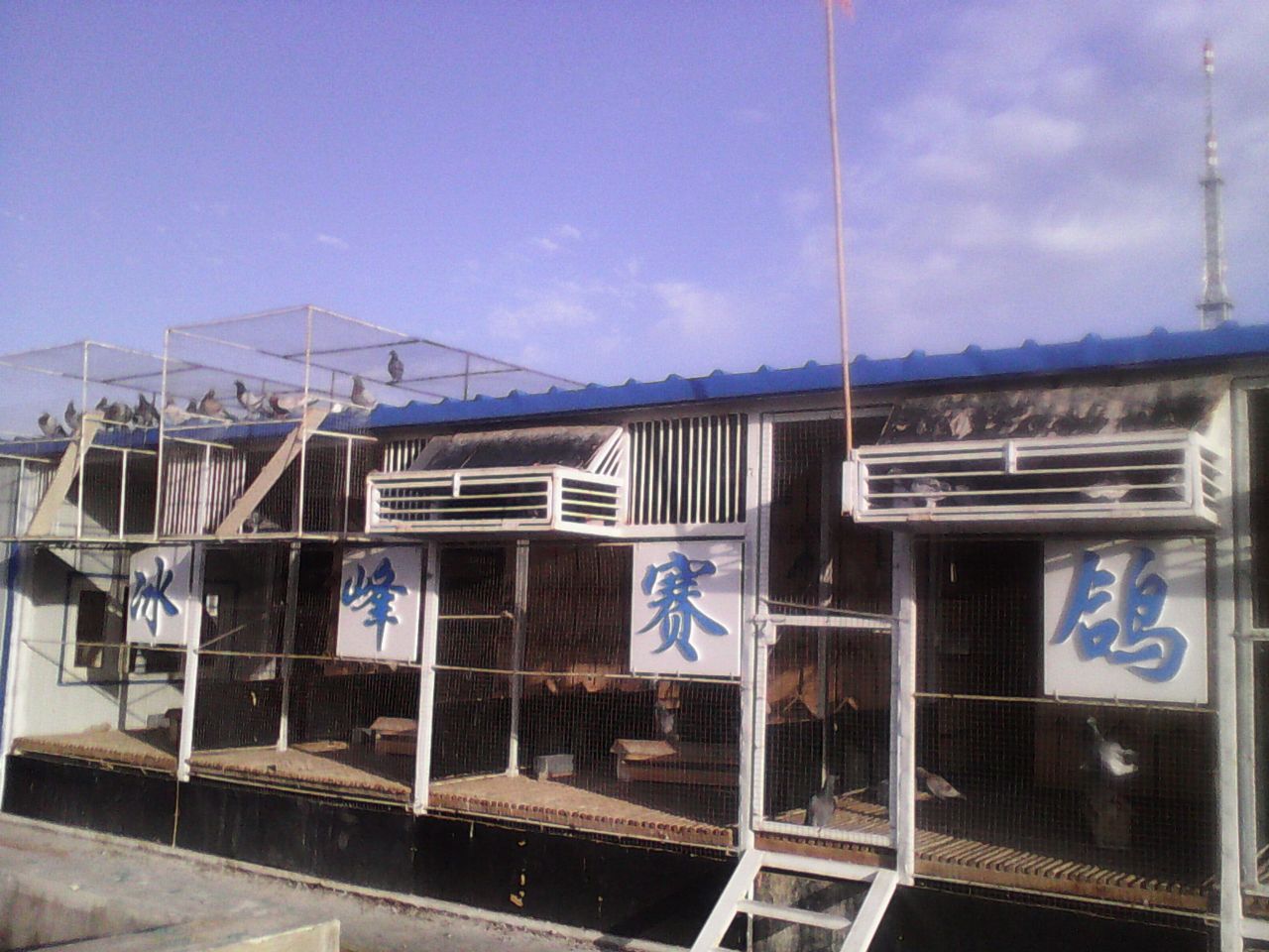 图片说明:新棚建于2013年;共有种鸽棚二间;赛鸽棚2间;幼鸽棚一