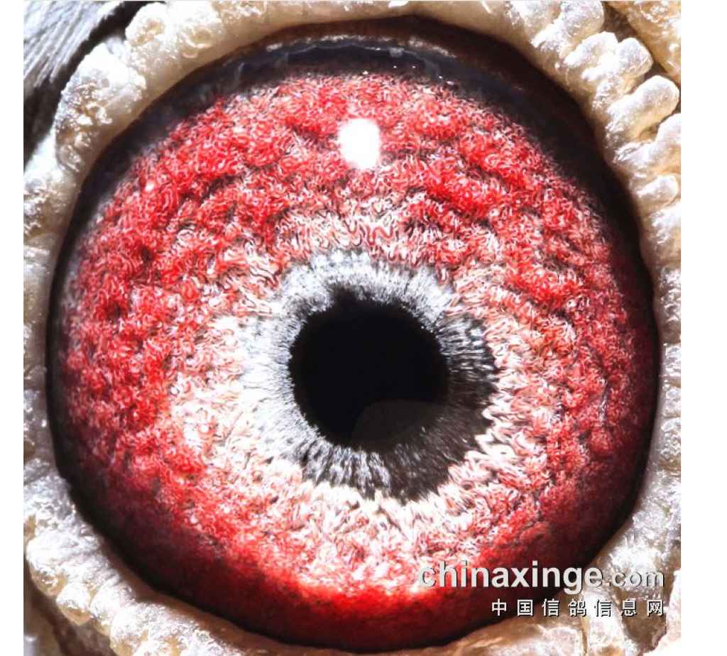 彬楚牧业 - 中信网铭鸽展厅 www.ag188.com