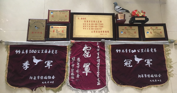 山西康铭鸽舍 - 中信网铭鸽展厅 www.ag188.com