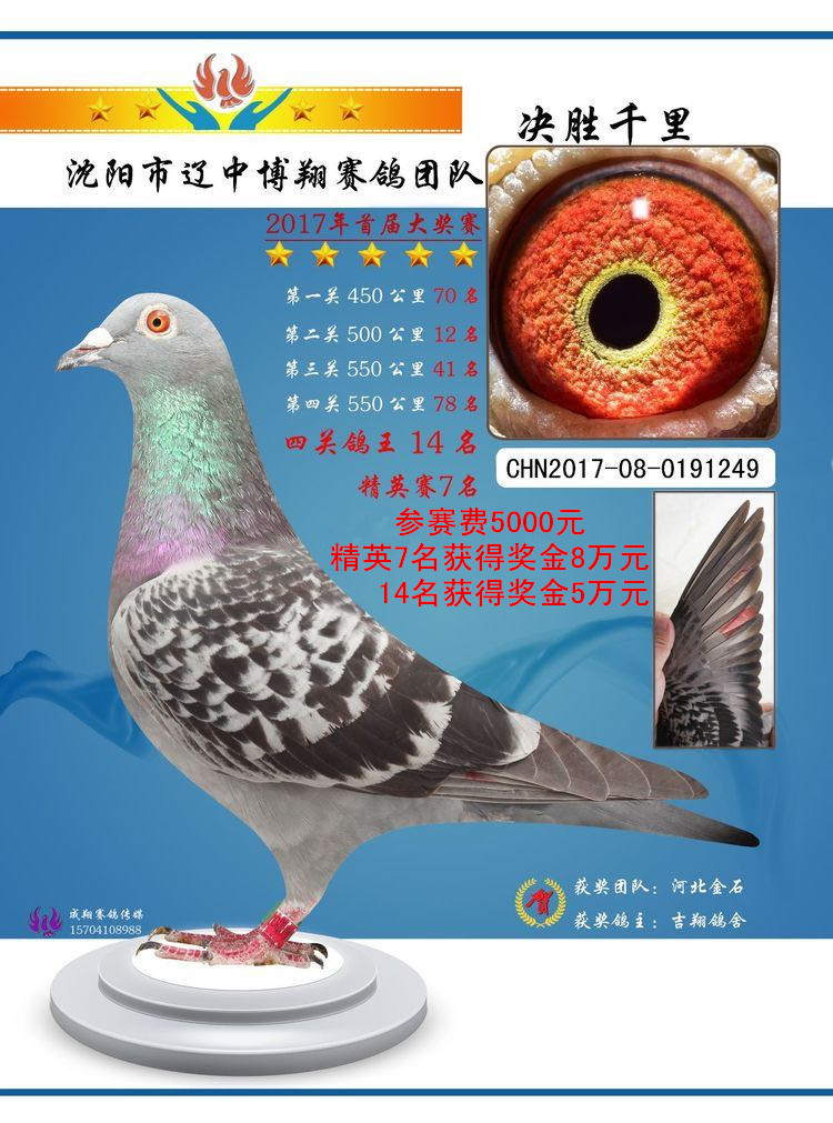辽宁省沈阳辽中博翔赛鸽