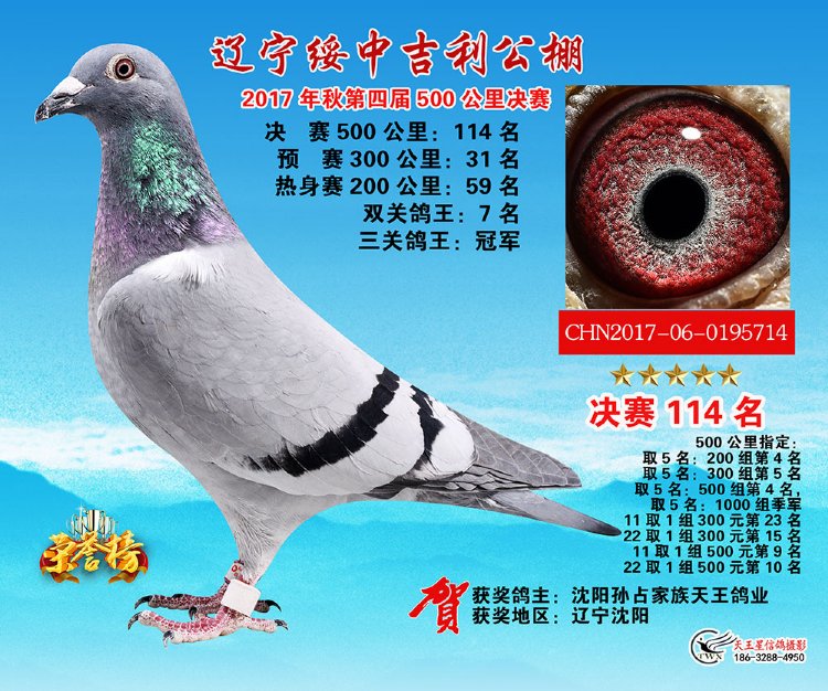 吉利公棚三关鸽王冠军