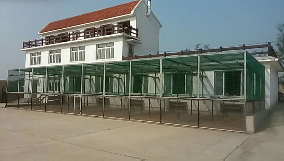 锦州陈志刚鸽舍 中信网铭鸽展厅 www.ag188.com