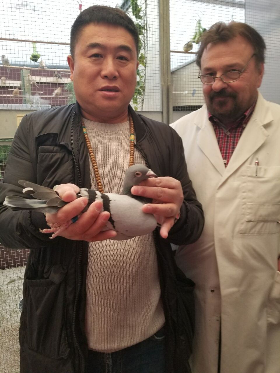 大安翔云鸽舍 - 中信网铭鸽展厅 www.ag188.com