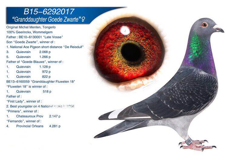四川超越者鸽苑