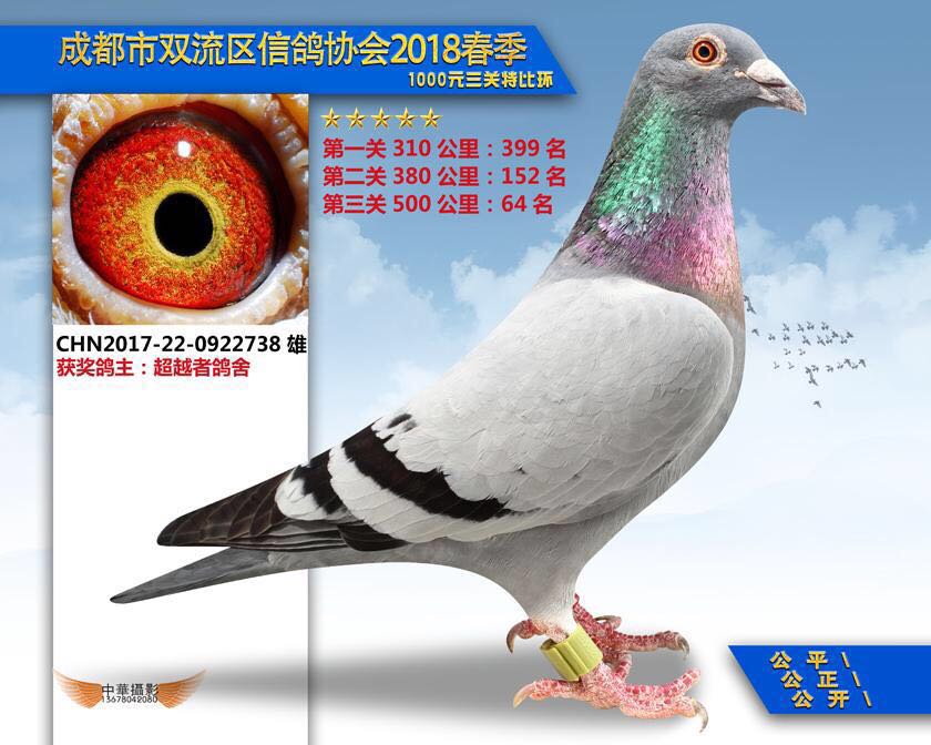 四川超越者鸽苑