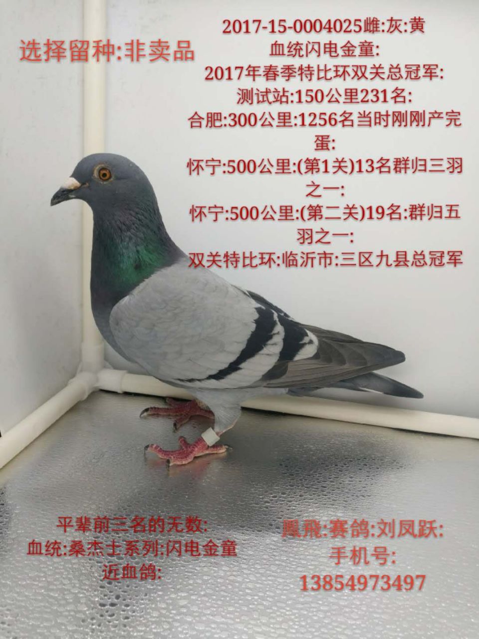 鳯飞赛鸽 中信网铭鸽展厅 www.ag188.com