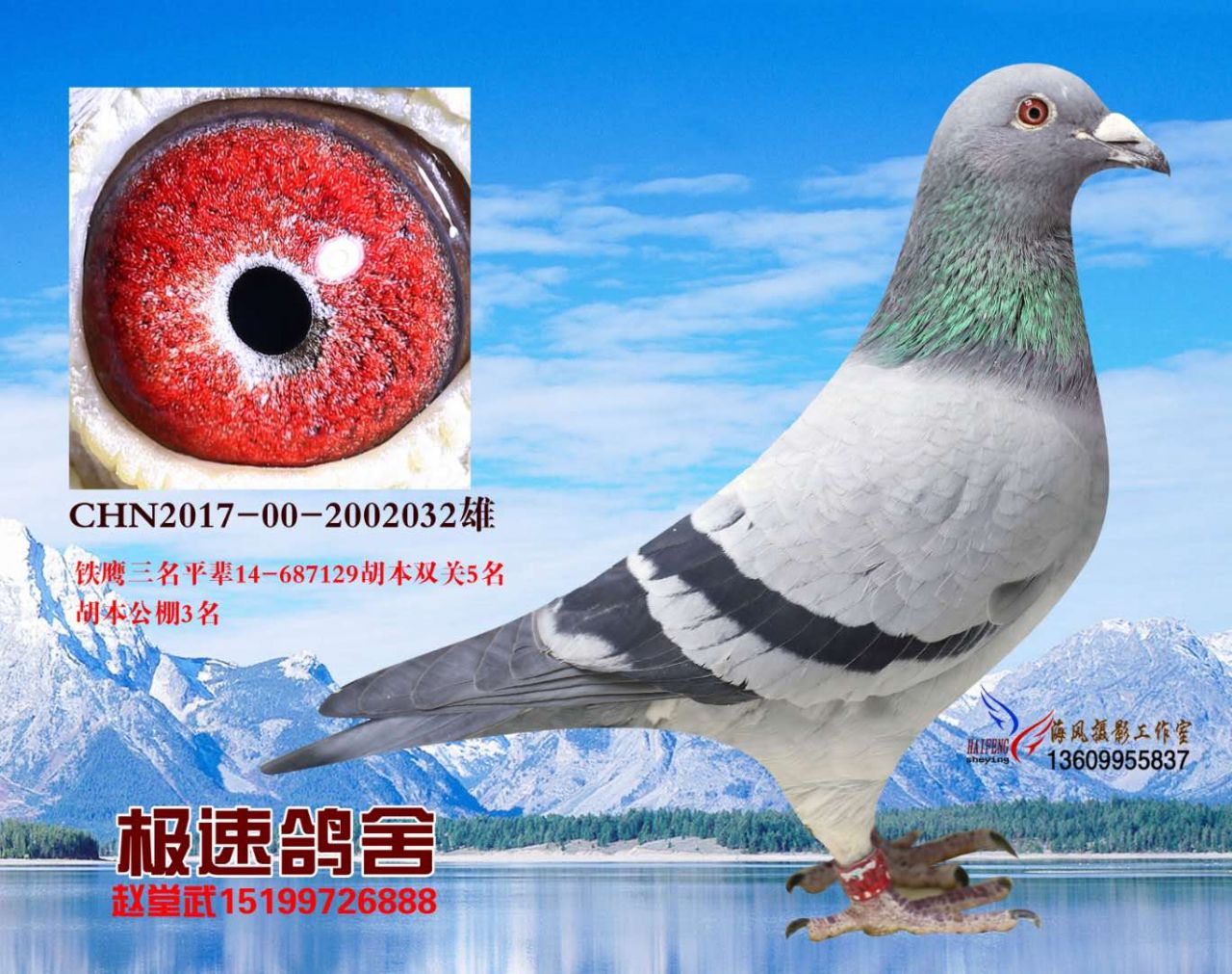 新疆极速鸽舍赵堂武