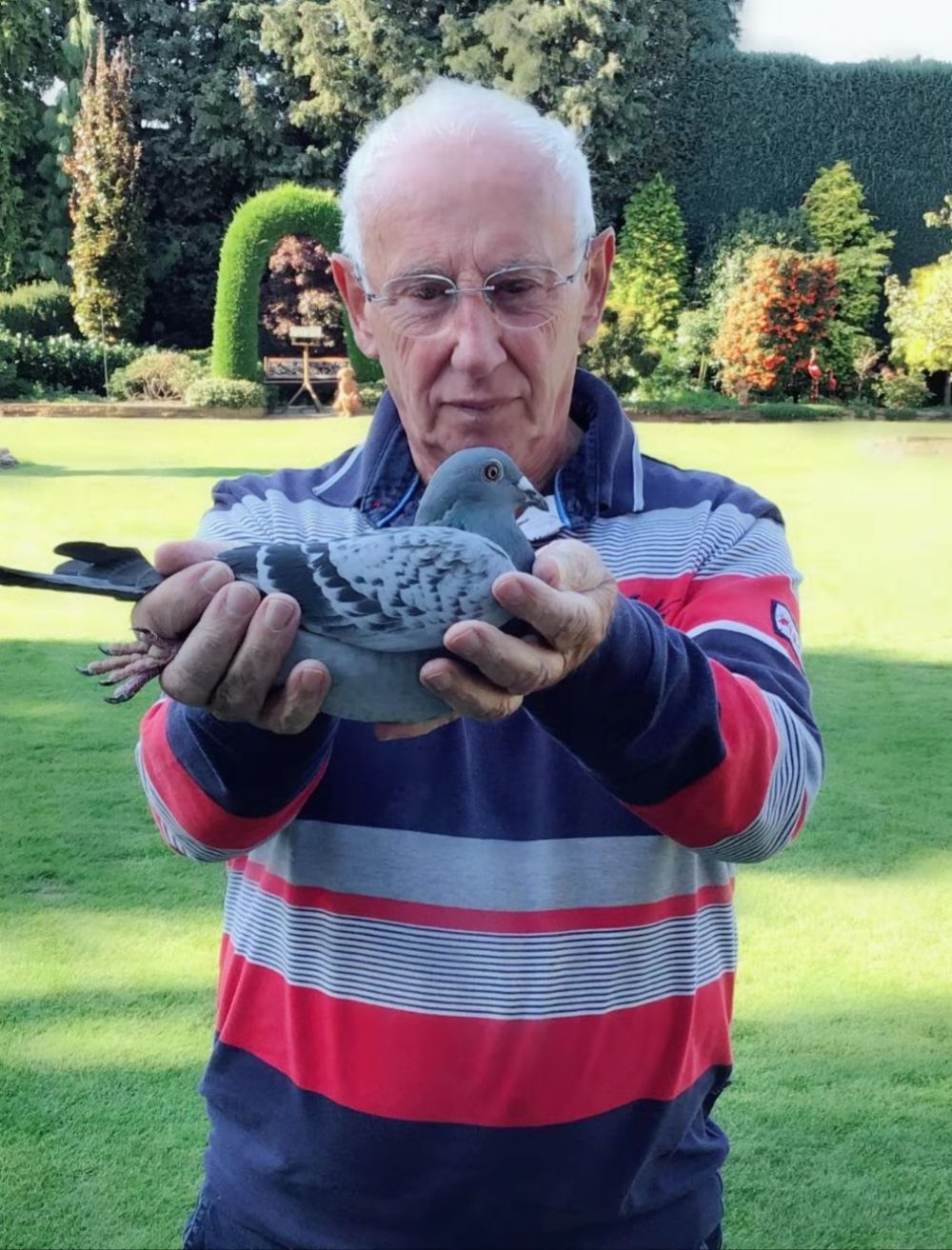 银智鸽舍芬妮卡5000