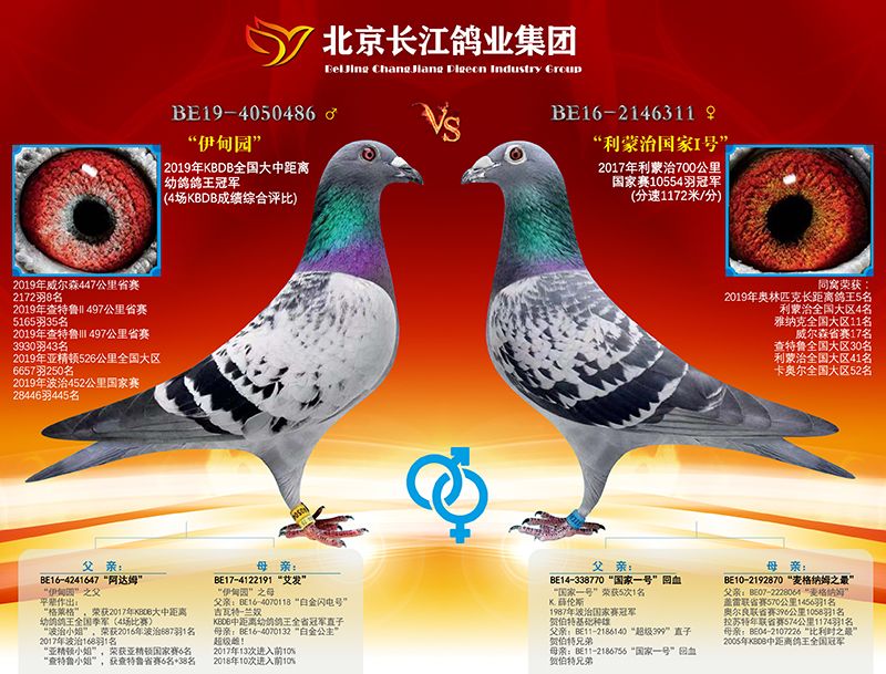 北京长江鸽业展厅图片